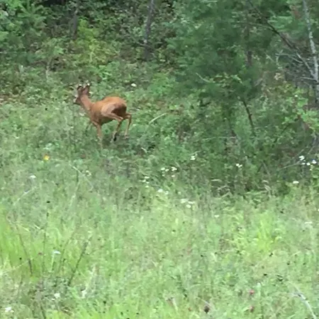 Champenois Les Voisins *