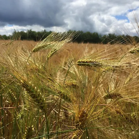 Champenois Les Voisins Dom wakacyjny