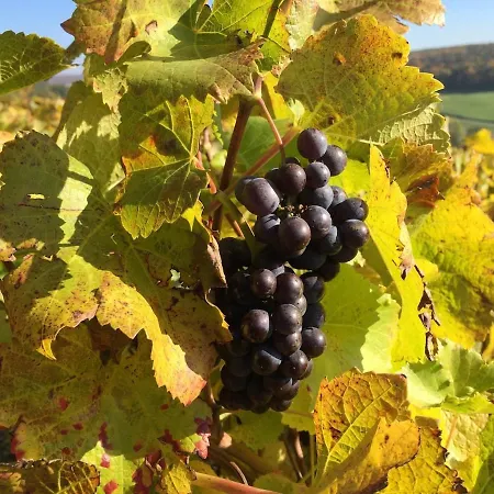 Champenois Les Voisins *