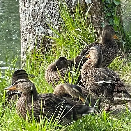 Champenois Les Voisins Dom wakacyjny Cunfin