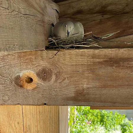 Champenois Les Voisins