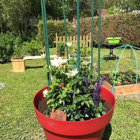 Champenois Les Voisins * Cunfin