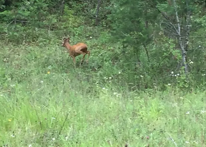 Champenois Les Voisins *