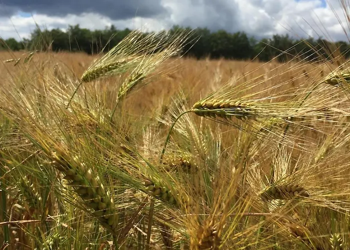 Champenois Les Voisins Holiday home