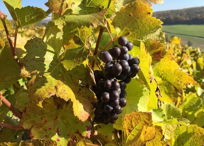 Champenois Les Voisins *